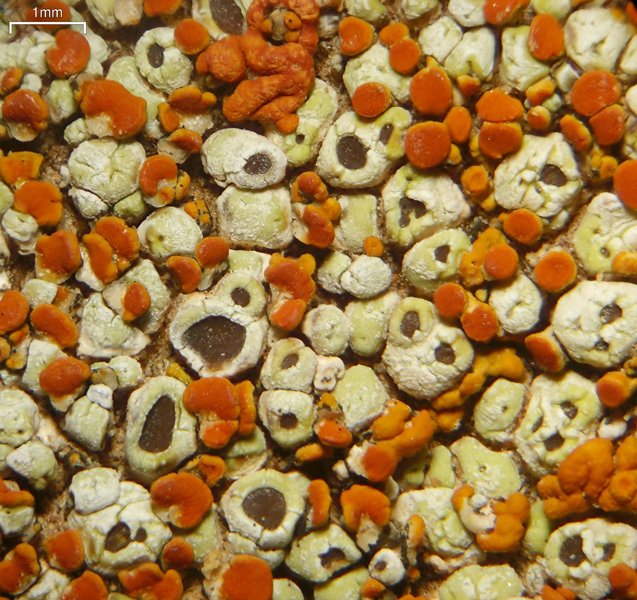 Acarospora stapfiana