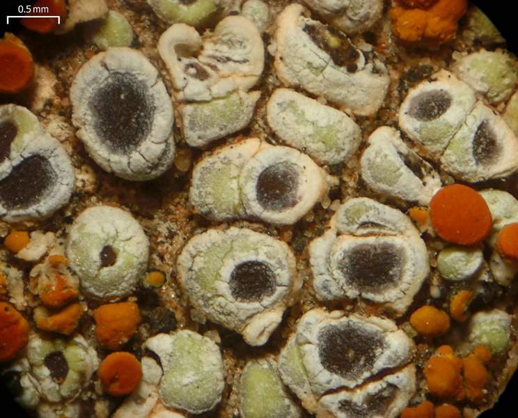 Acarospora stapfiana