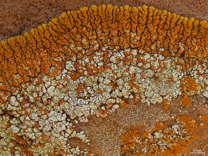Acarospora stapfiana