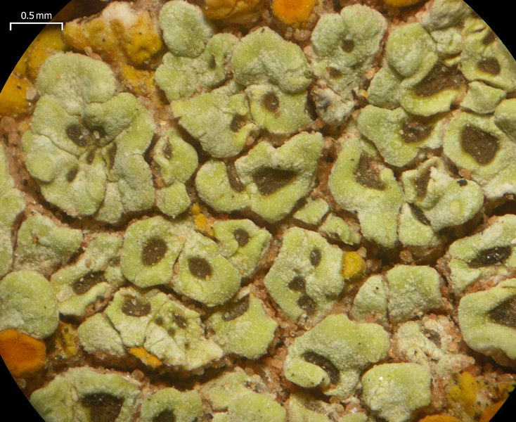 Acarospora stapfiana