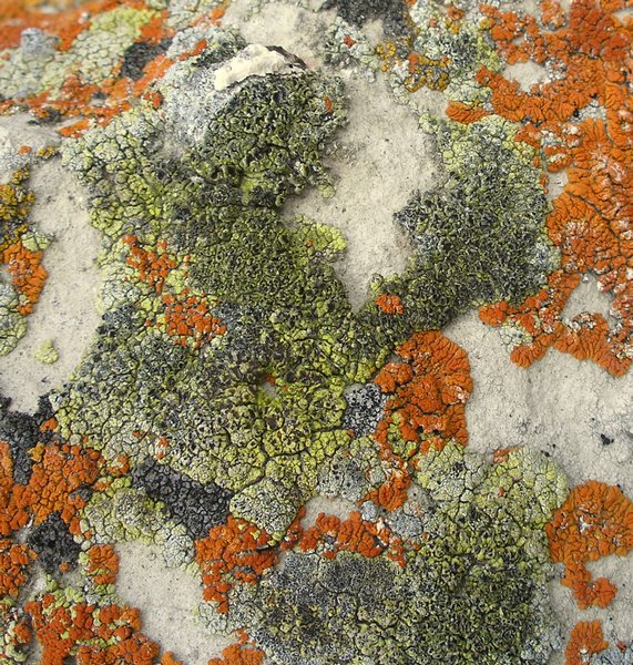 Acarospora stapfiana