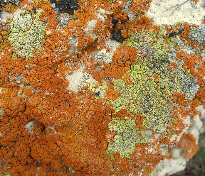 Acarospora stapfiana