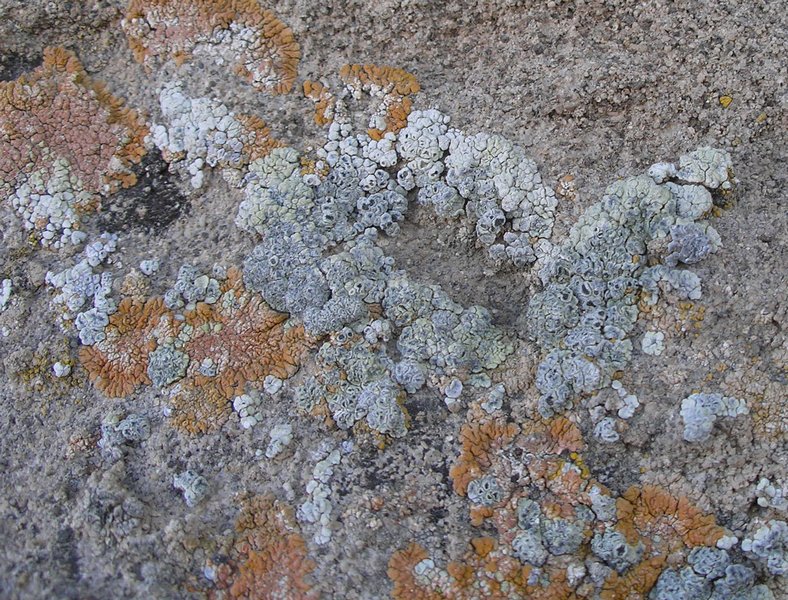 Acarospora stapfiana