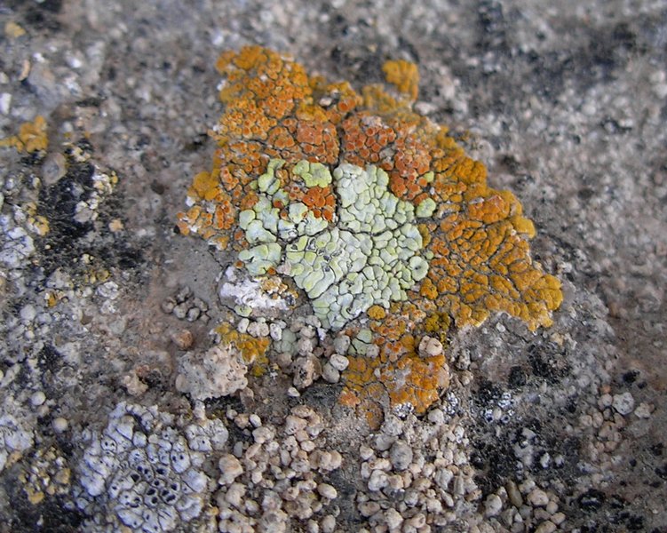 Acarospora stapfiana