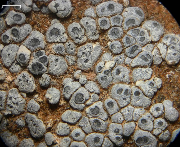 Acarospora strigata