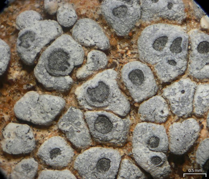 Acarospora strigata