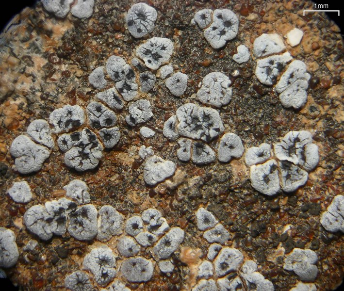 Acarospora strigata