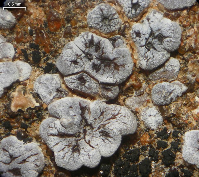 Acarospora strigata