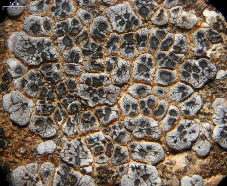 Acarospora strigata