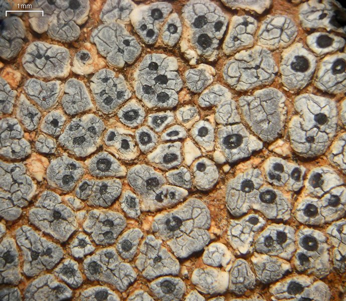 Acarospora strigata