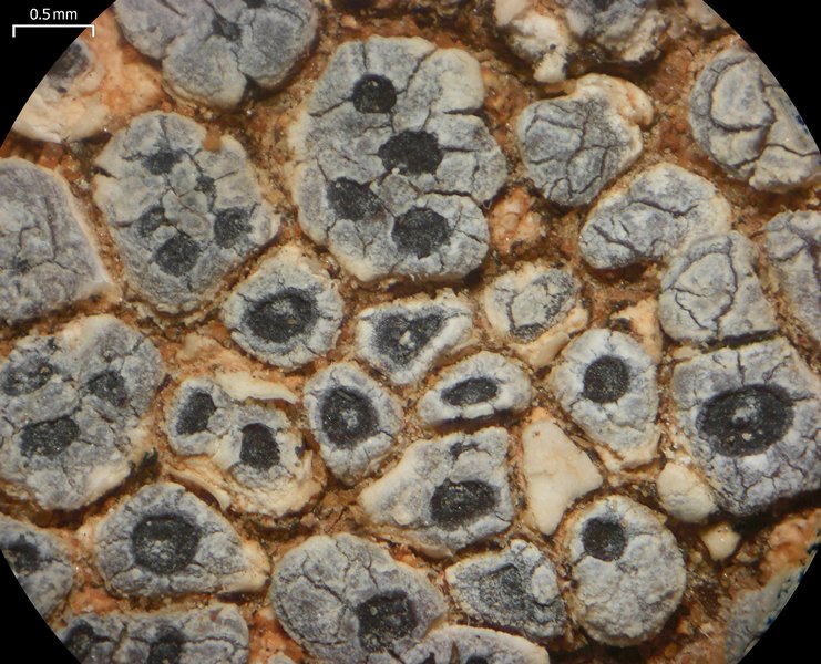 Acarospora strigata