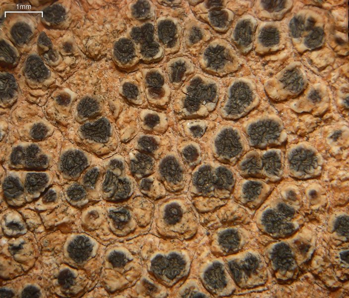 Acarospora strigata