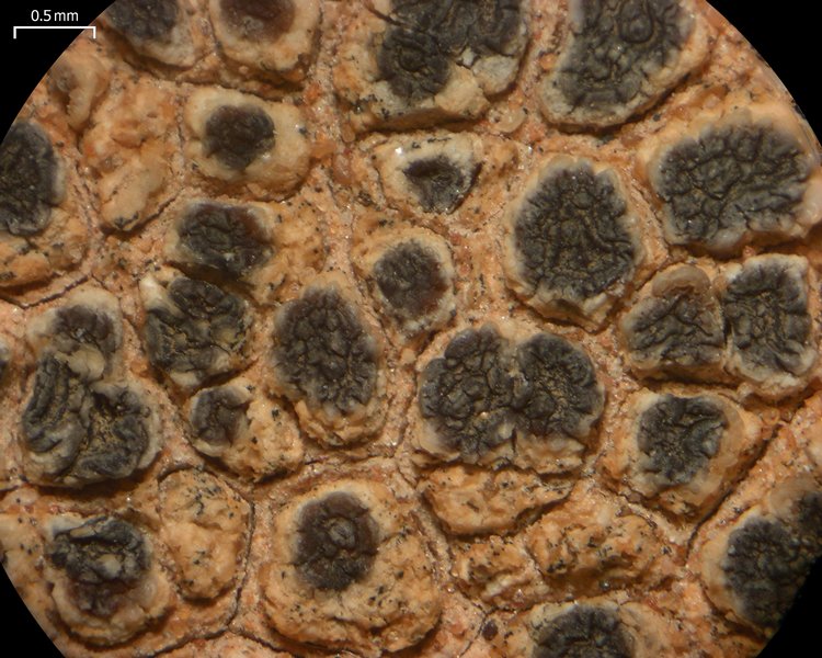 Acarospora strigata