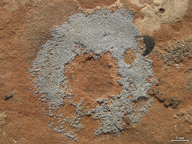Acarospora strigata