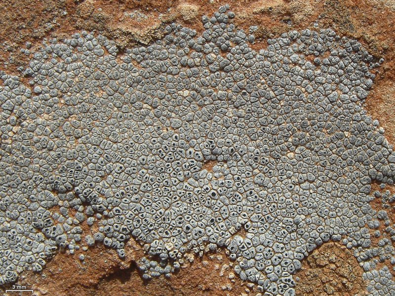 Acarospora strigata