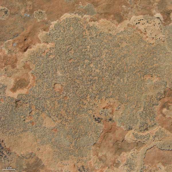 Acarospora strigata