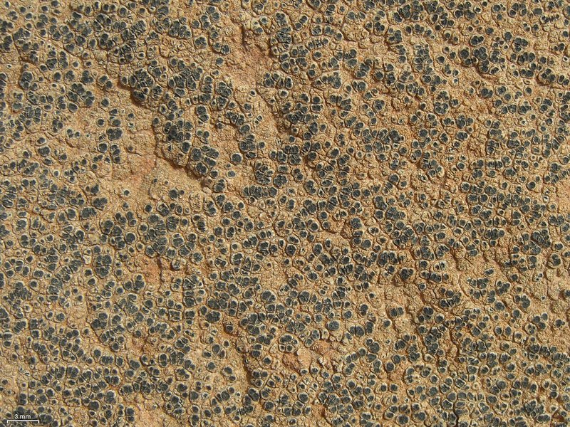 Acarospora strigata