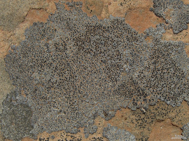 Acarospora strigata