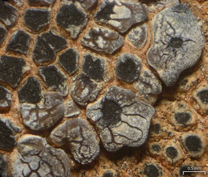 Acarospora strigata