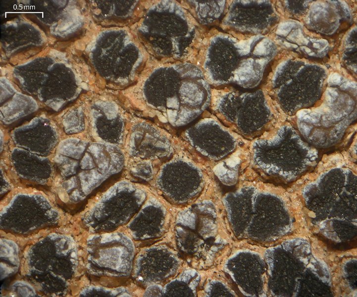 Acarospora strigata