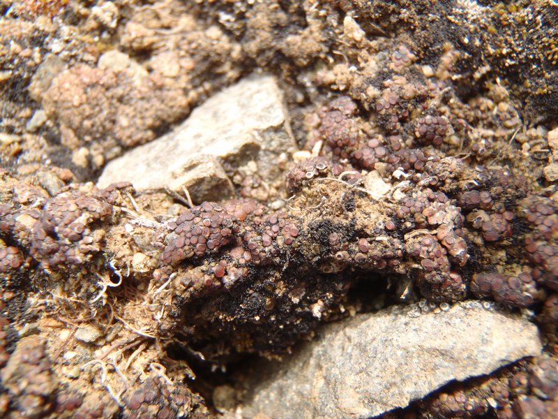 Acarospora terricola
