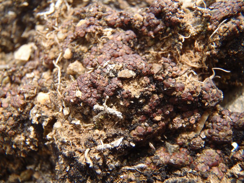 Acarospora terricola