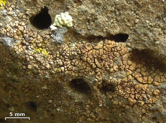 Acarospora thamnina