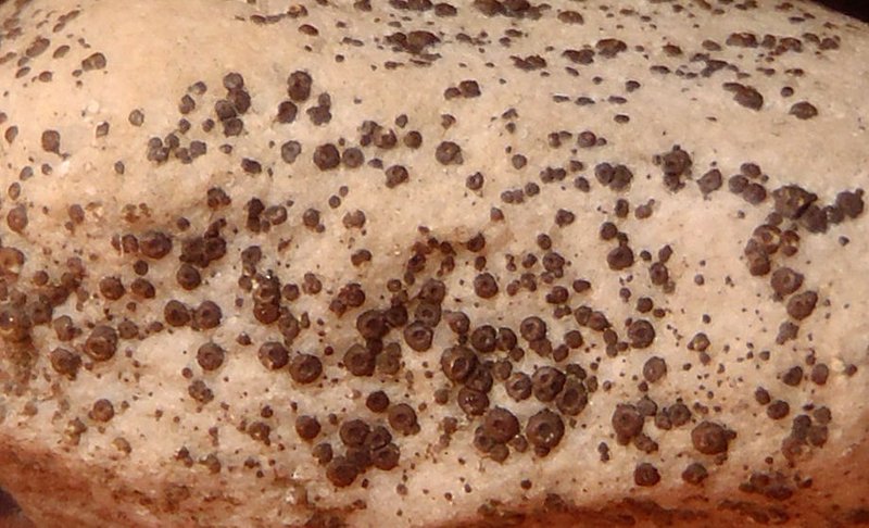 Acarospora veronensis