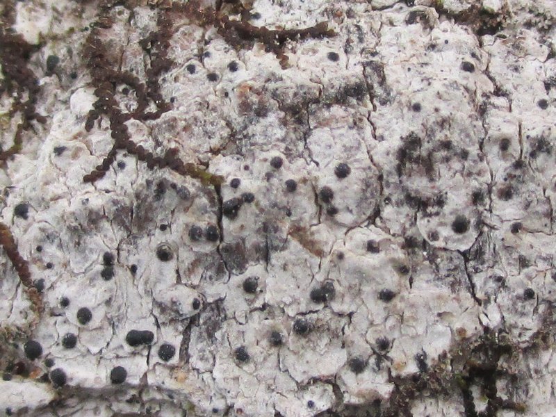 Acrocordia cavata
