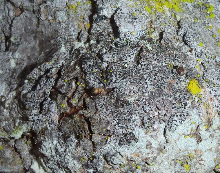 Acrocordia gemmata