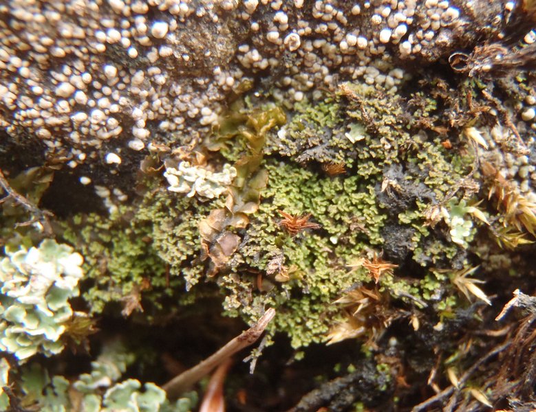 Agonimia tristicula