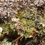 Agonimia tristicula