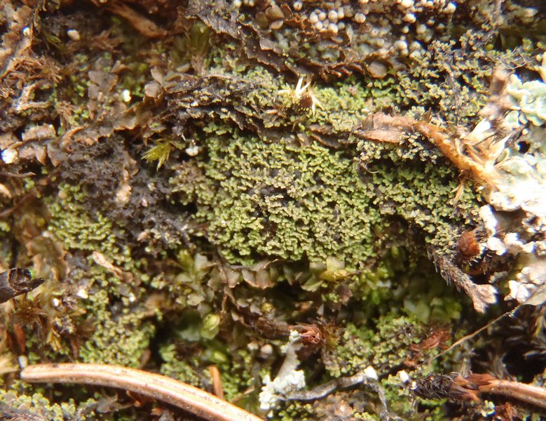 Agonimia tristicula