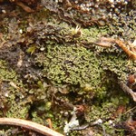 Agonimia tristicula