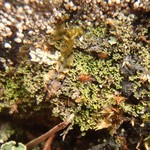 Agonimia tristicula