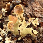 Ahtiana pallidula