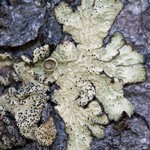 Ahtiana sphaerosporella