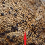 Trapelia stipitata