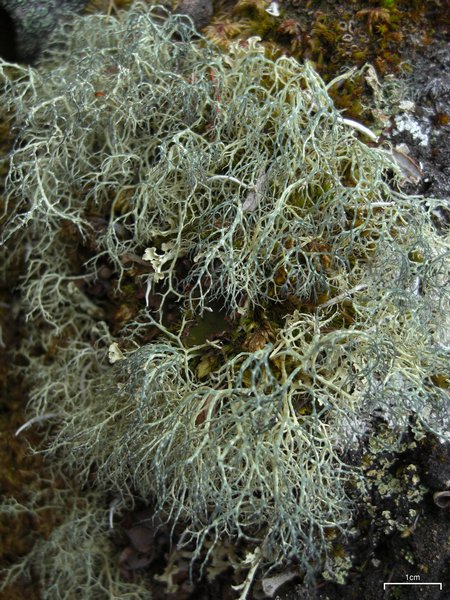 Alectoria ochroleuca