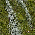 Alectoria sarmentosa ssp. sarmentosa