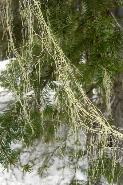 Alectoria sarmentosa ssp. sarmentosa