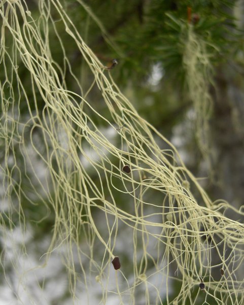 Alectoria sarmentosa ssp. sarmentosa