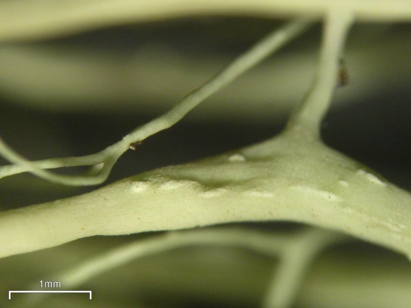 Alectoria sarmentosa ssp. sarmentosa