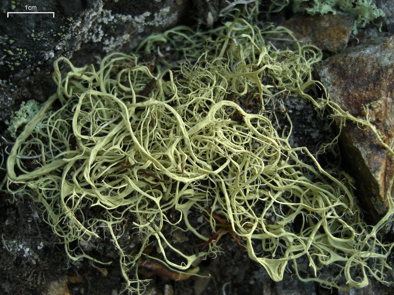 Alectoria sarmentosa ssp. vexillifera