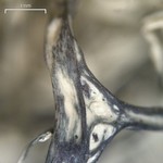 Alectoria sarmentosa ssp. vexillifera