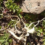 Alectoria sarmentosa ssp. vexillifera