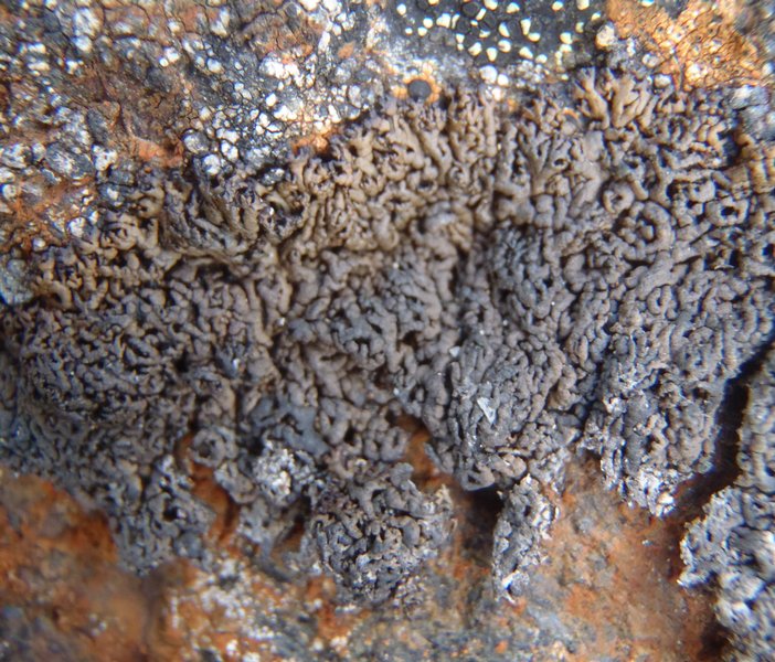 Allantoparmelia almquistii