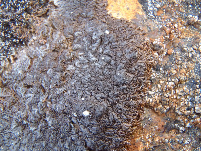 Allantoparmelia almquistii