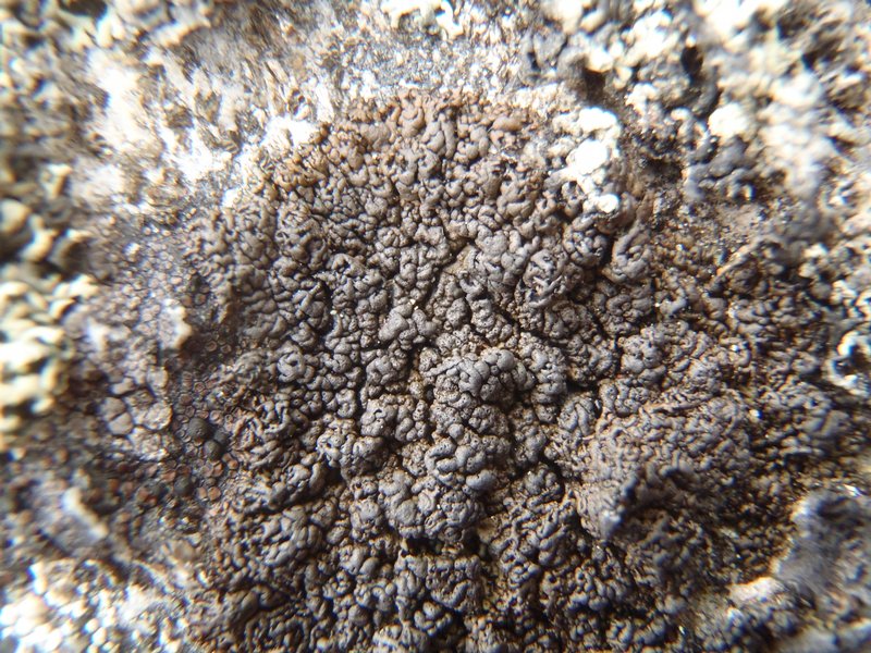 Allantoparmelia almquistii