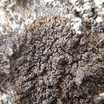 Allantoparmelia almquistii
